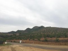 金龙山风景